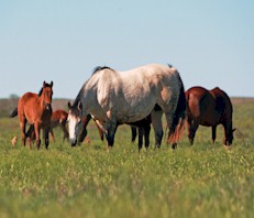 The Four Sixes Ranch brood mares benefit from Top of the Rockies alfalfa cubes.