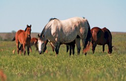 The Four Sixes Ranch brood mares benefit from Top of the Rockies brand alfalfa cubes.